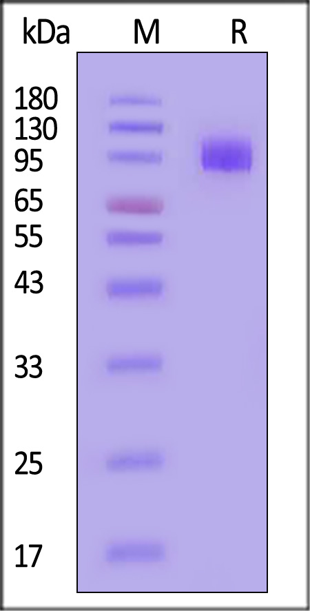 CD155 SDS-PAGE