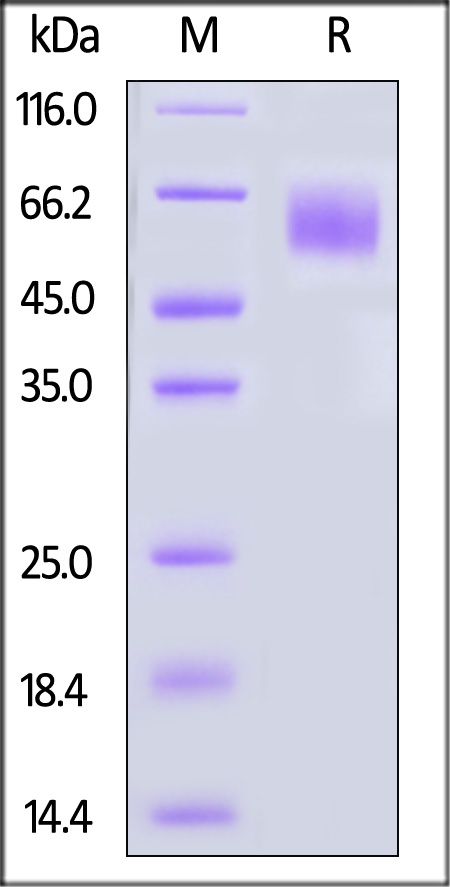 CD5-M52H6-sds