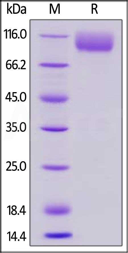 CD155 SDS-PAGE