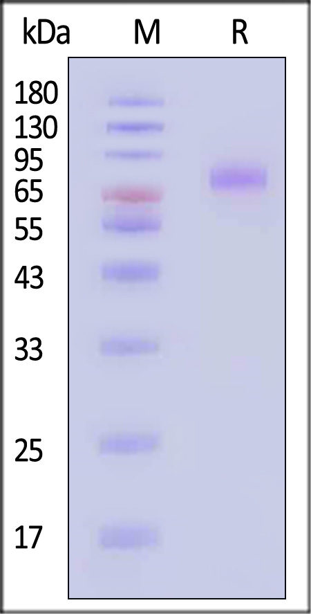 CD155 SDS-PAGE