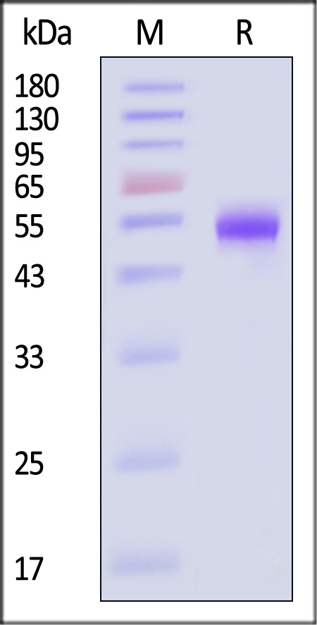 CD5-R82E3-sds