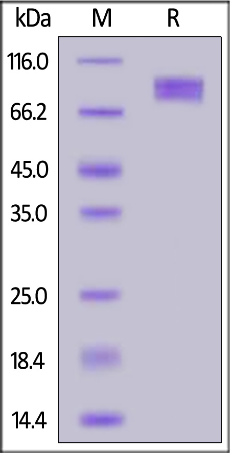 B7-2 SDS-PAGE