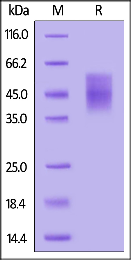 CD6-C52H5-sds