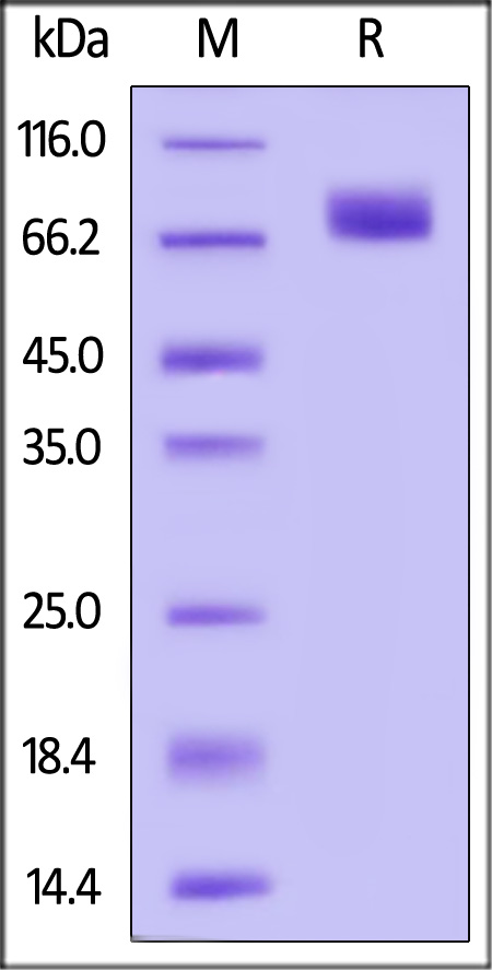 CD6-C52H6-sds