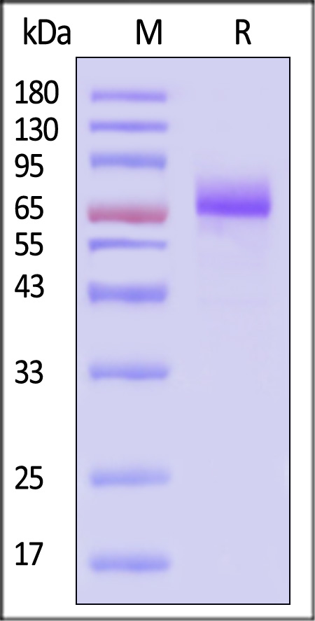 CD6-C52H8-sds