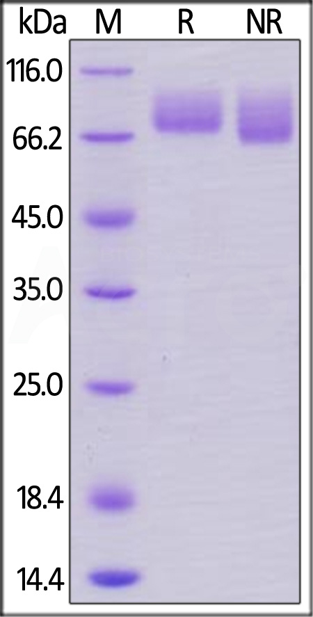 CD6-H5228-sds