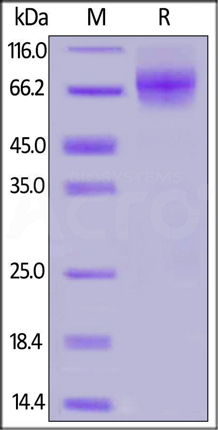 CD6-H52H7-sds