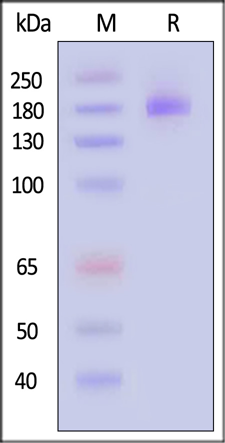 CD6-H52H9-sds