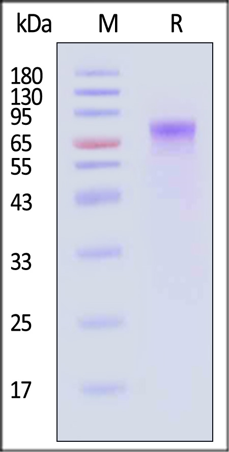 CD6-H82E3-sds