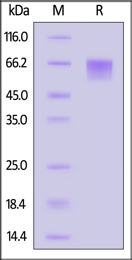 CD6-H82E8-sds