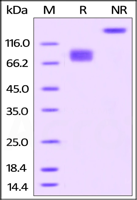 CD6-H82F5-sds