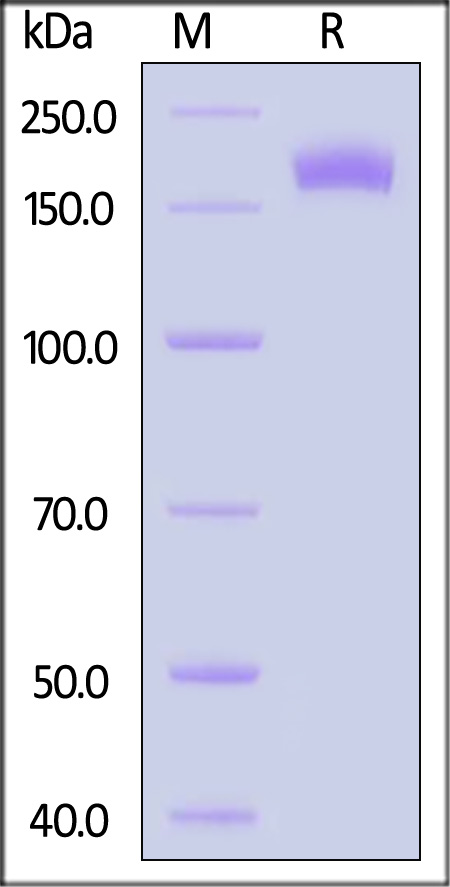 CD6-H82H6-sds