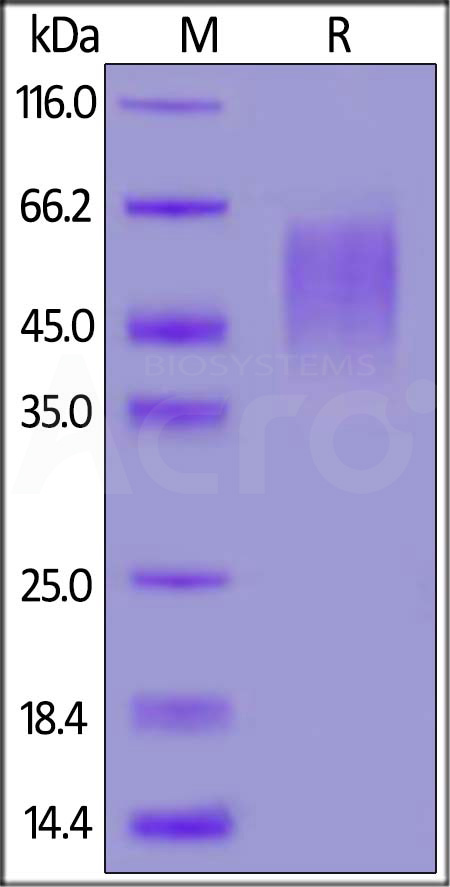 CD6-M52H0-sds