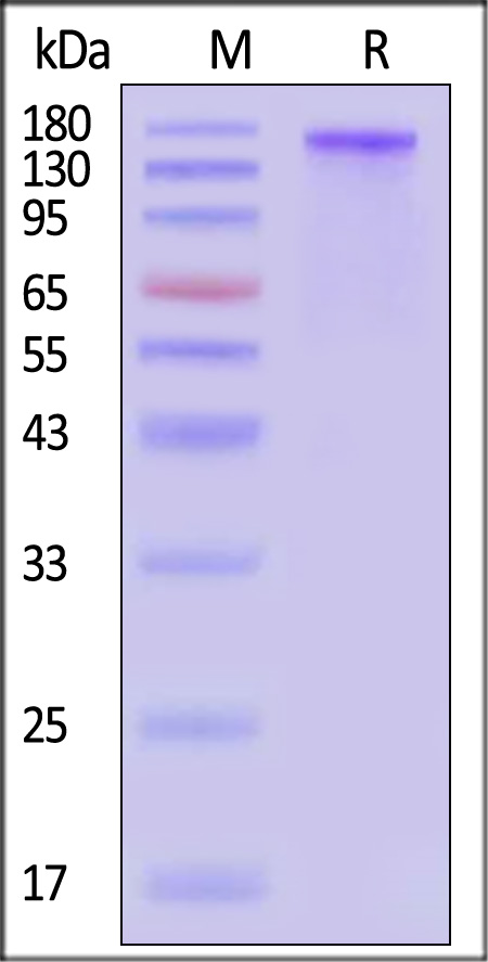 CD6-M52H7-sds