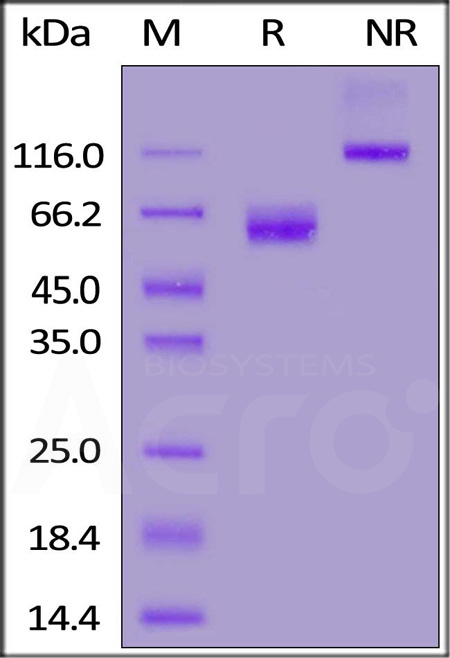 CD7-C5252-sds