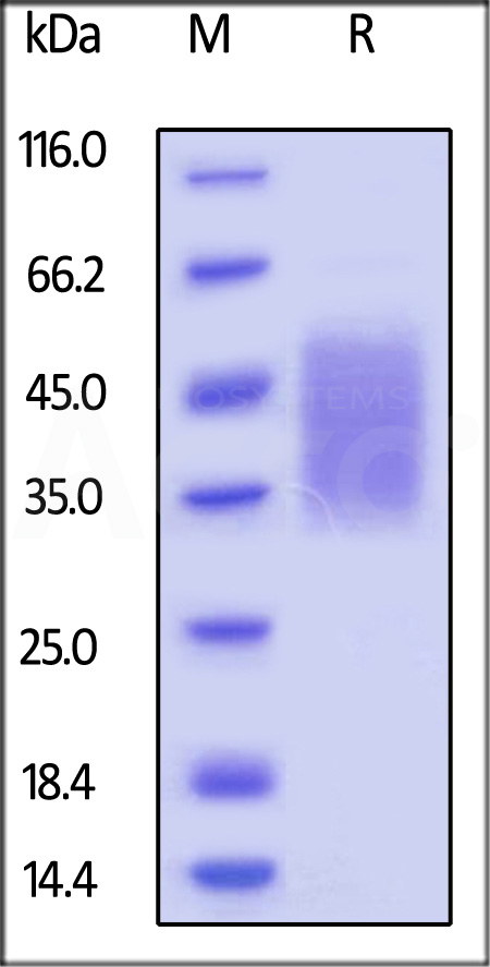 CD7-C52H1-sds