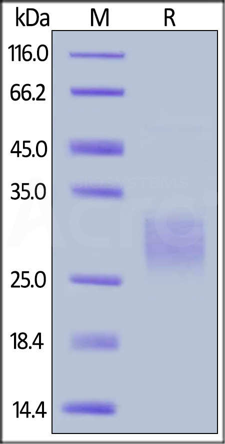 CD7-C52H5-sds