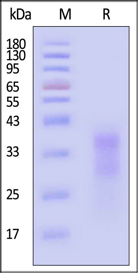 CD7 SDS-PAGE