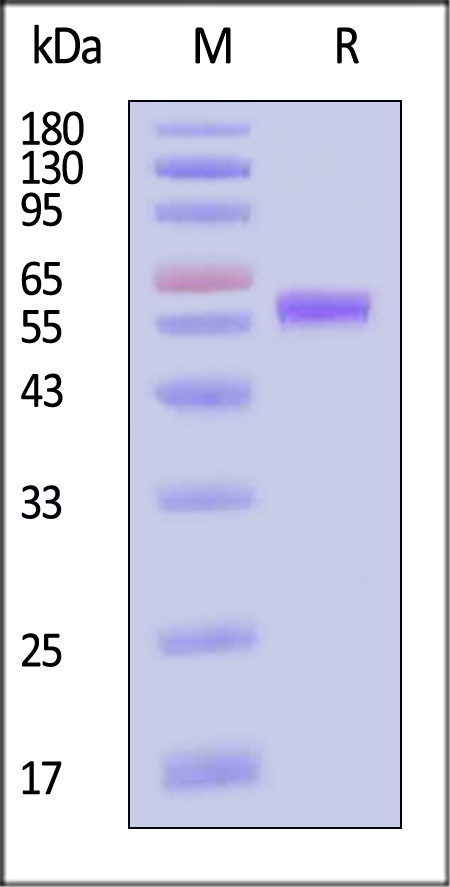 CD7-C82F4-sds