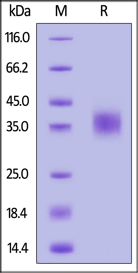 CD47 SDS-PAGE