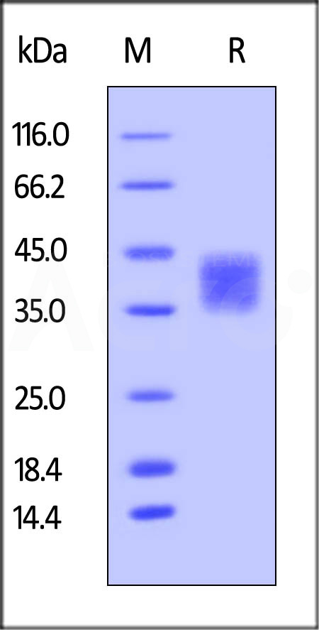 CD47 SDS-PAGE