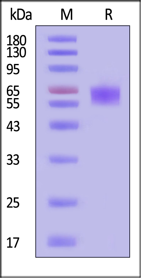 CD7-H5254-sds