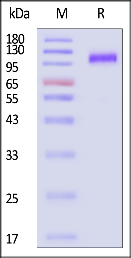 CD7-H5255-sds