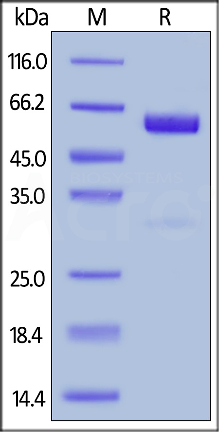 CD47 SDS-PAGE