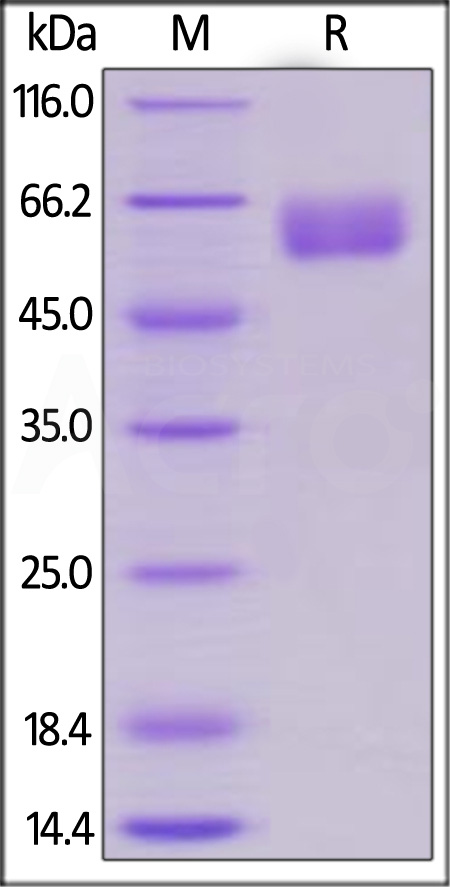 CD7-H5259-sds