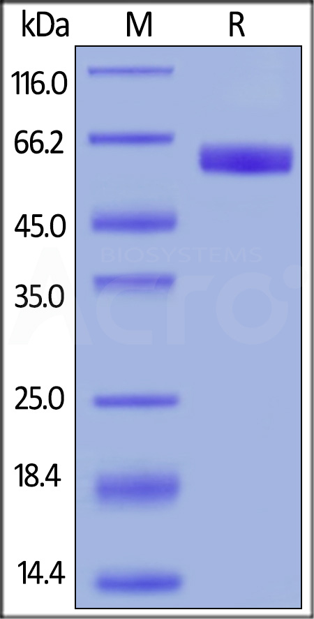 CD7-H52A5-sds