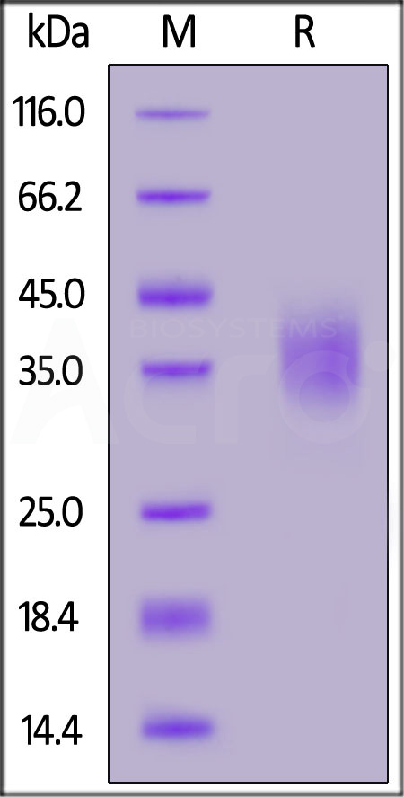 CD47 SDS-PAGE