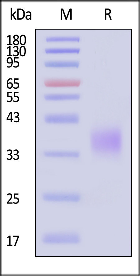 CD7-HA2E9-sds