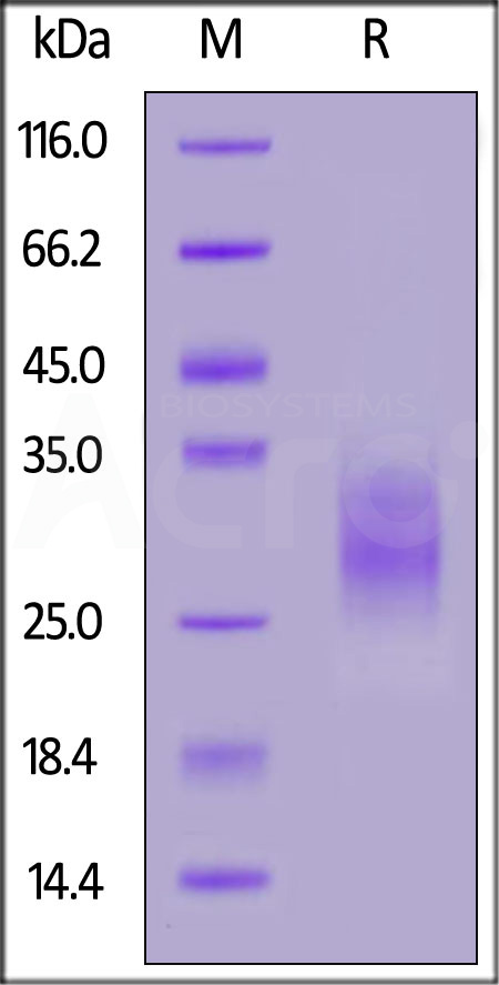 EMMPRIN SDS-PAGE