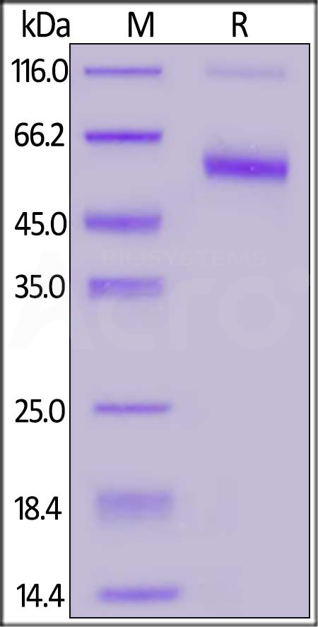 CD7 SDS-PAGE