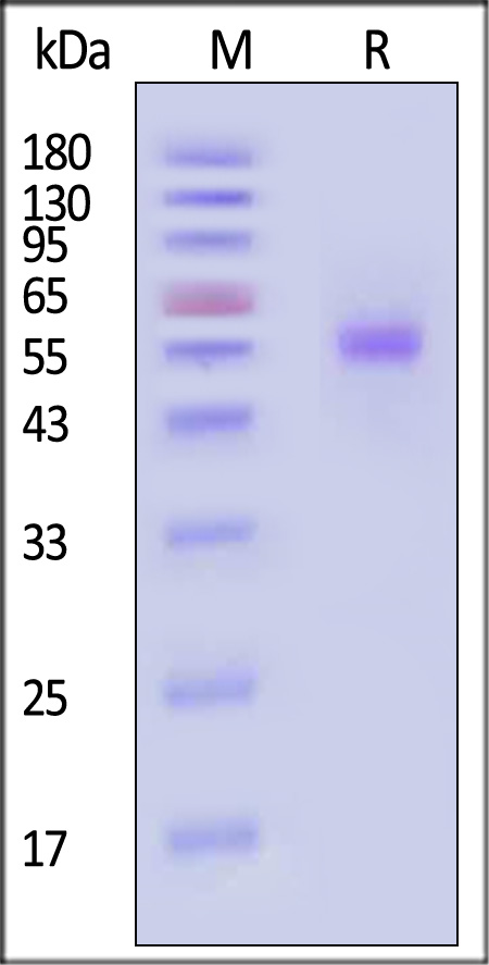 CD7 SDS-PAGE