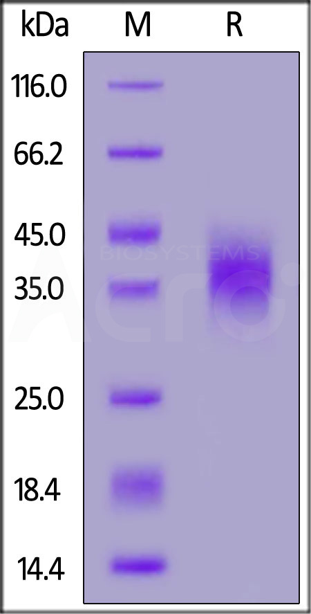 CD47 SDS-PAGE