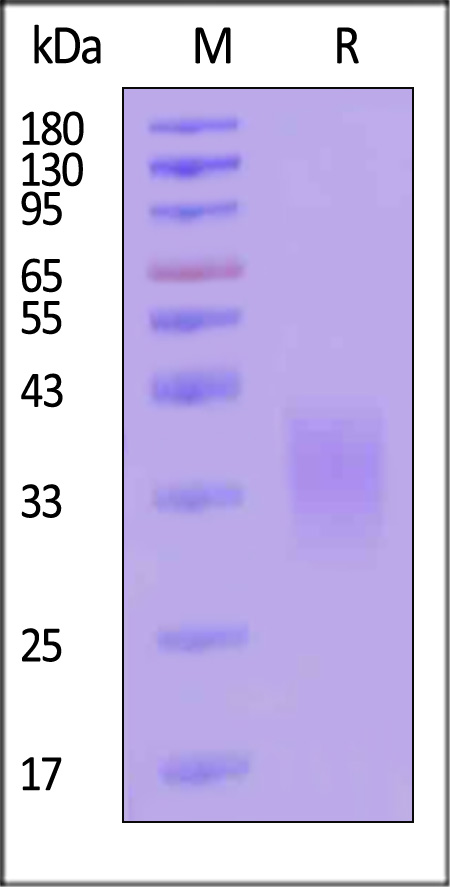 CD47 SDS-PAGE