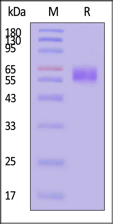 CD47 SDS-PAGE