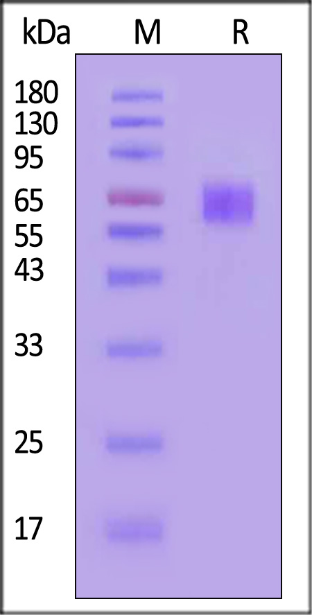 CD47 SDS-PAGE