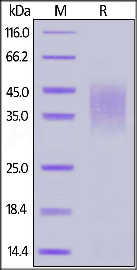 CD47 SDS-PAGE