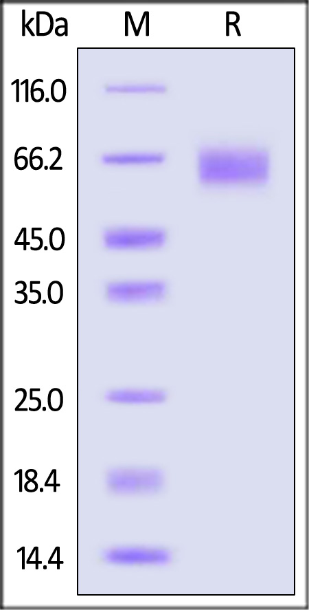 CD47 SDS-PAGE