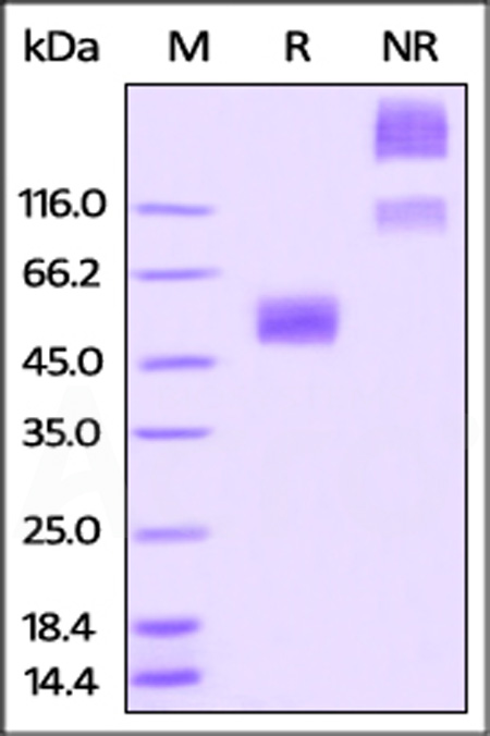 Rabbit CD47, Fc Tag (Cat. No. CD7-R5257) SDS-PAGE gel