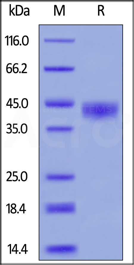 CD38 SDS-PAGE