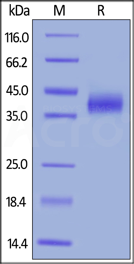 CD38 SDS-PAGE