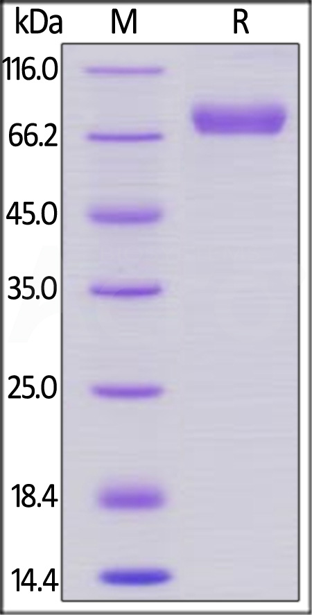 CD38 SDS-PAGE