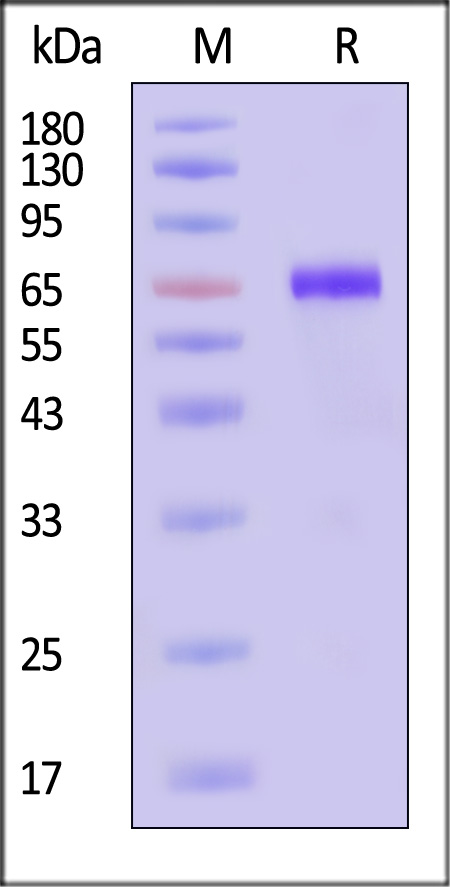 CD8-H5255-sds