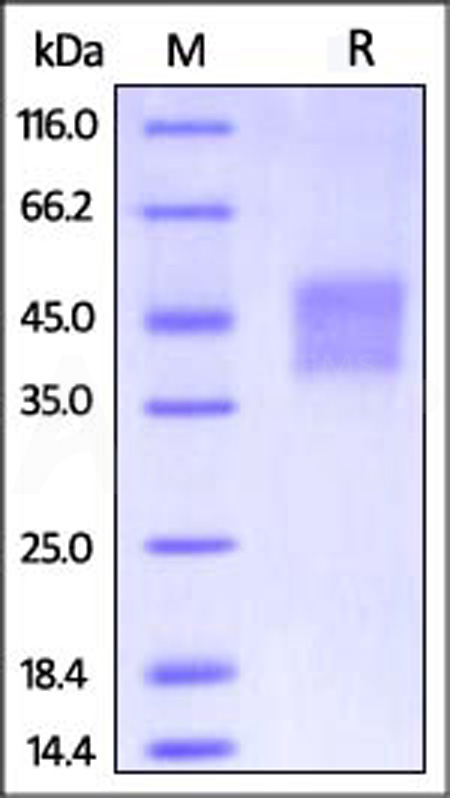 Fc gamma RIIIA / CD16a SDS-PAGE