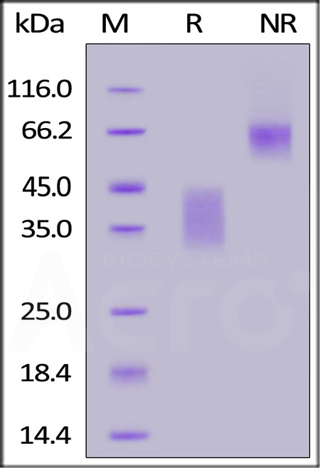 CD8-H82E5-sds