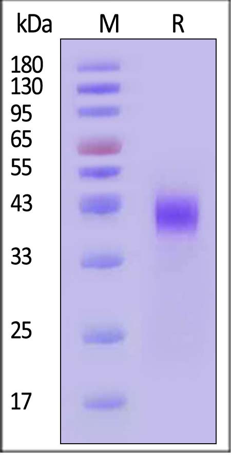 CD38 SDS-PAGE