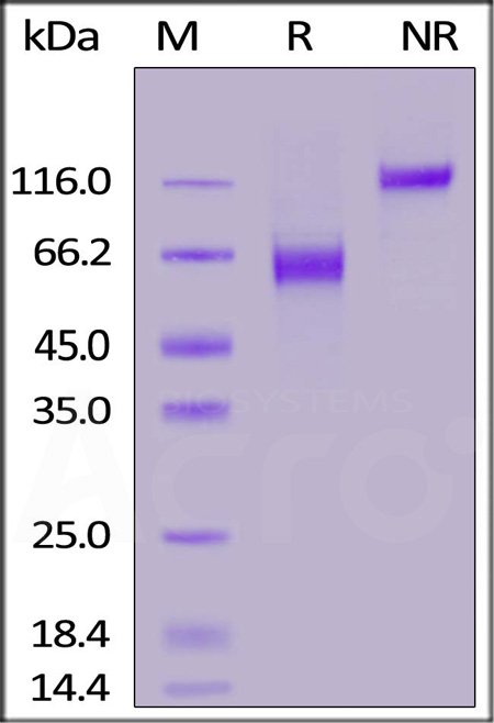 CD8-H82F2-sds